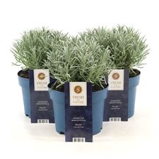 Lavandula